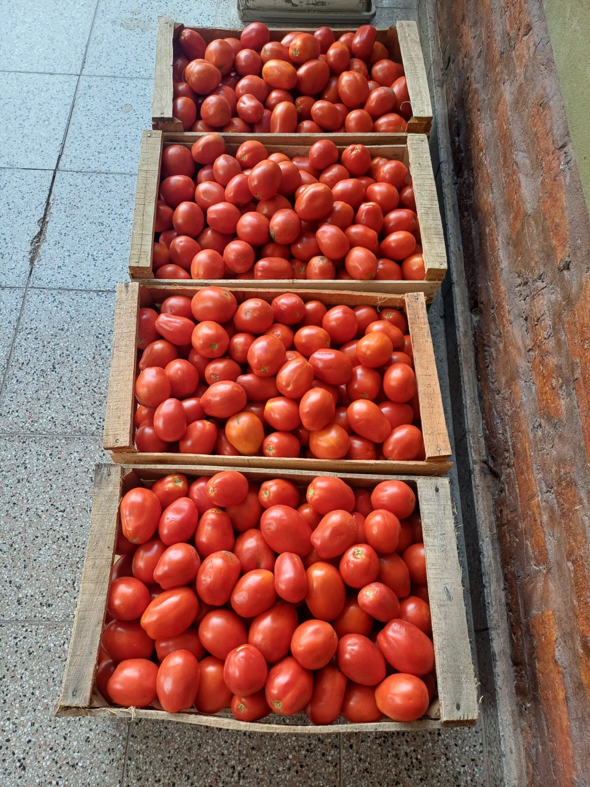 Salieron a la venta los mejores tomates de 9 de Julio