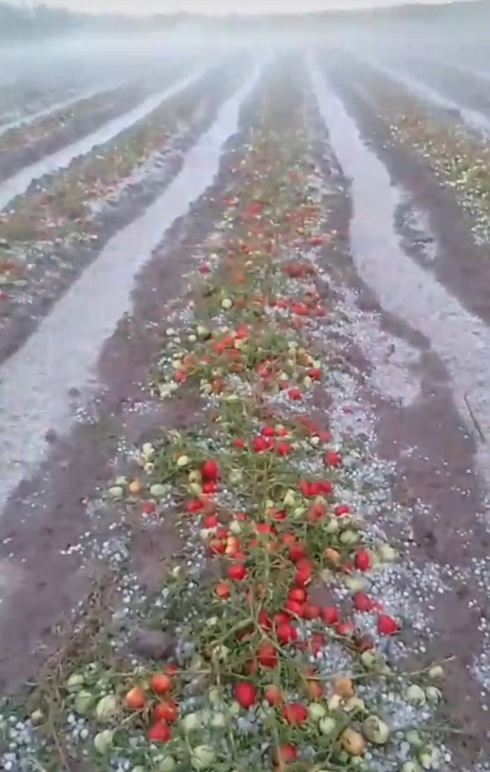 Mira como quedo la producción agrícola en 25 de Mayo después del granizo