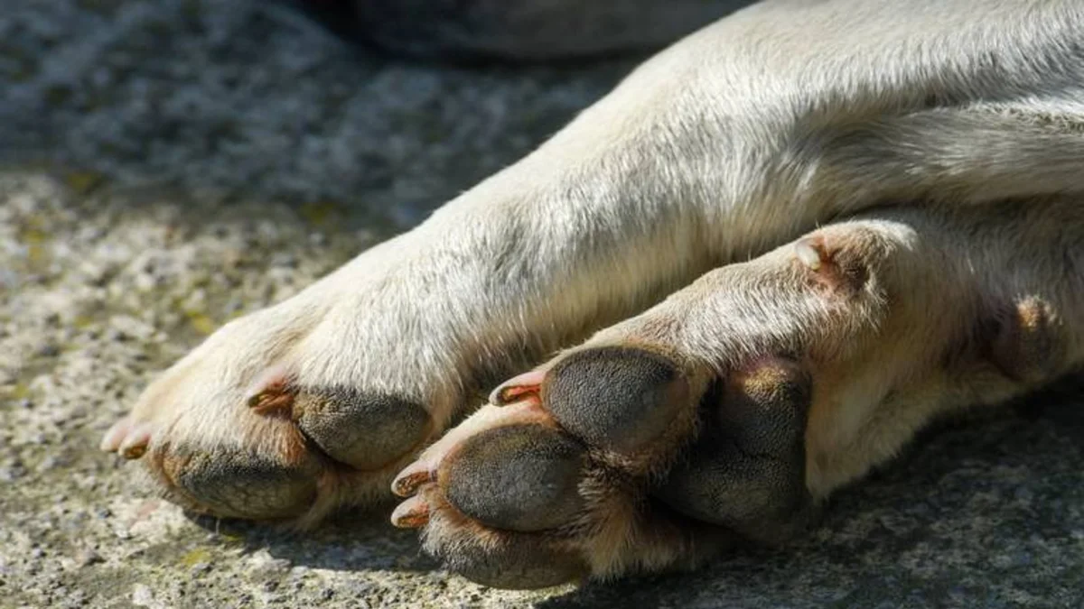 Continúa el maltrato animal: ahora atacaron a una perra con un machete