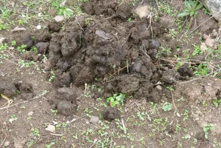 En Pocito, vecinos del B° Bella Vista denuncian un fuerte olor a guano en la zona