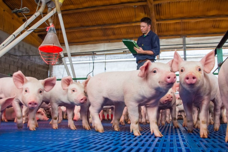 La producción porcina aumentó un 25% en la provincia