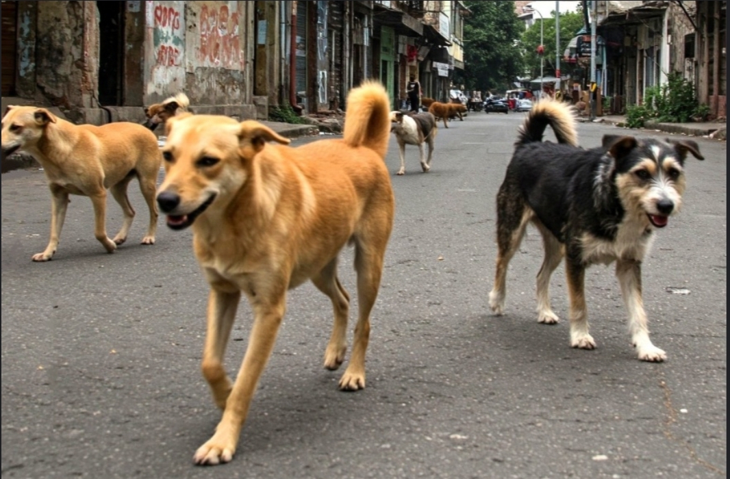 Una mujer atacada por perros callejeros en Albardón