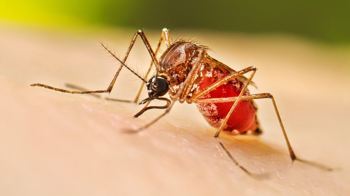 Primera alerta de dengue en San Juan: se confirmó un caso importado