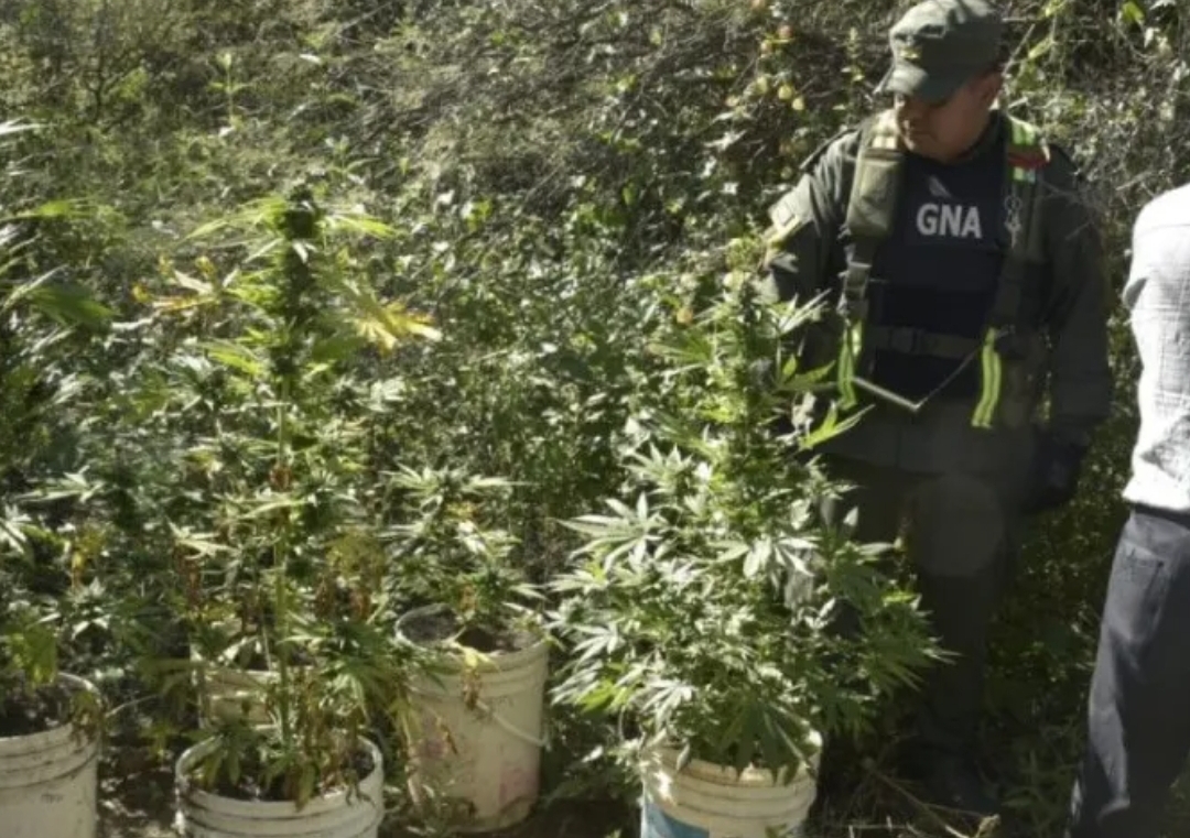 Gendarmería secuestró cocaína en un colectivo y plantas de marihuana de un baldio