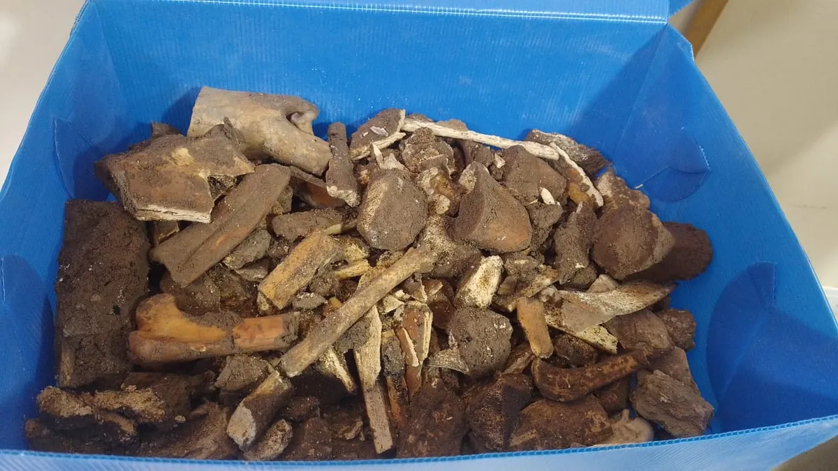 Encontraron restos óseos en el patio de una escuela de Capital