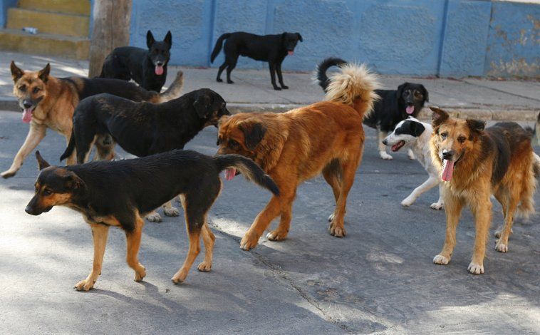 9 de Julio tiene una superpoblación de perros y nadie se hace cargo