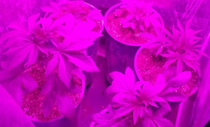 Allanamientos en Albardón: encontraron un cultivo de plantas de marihuana