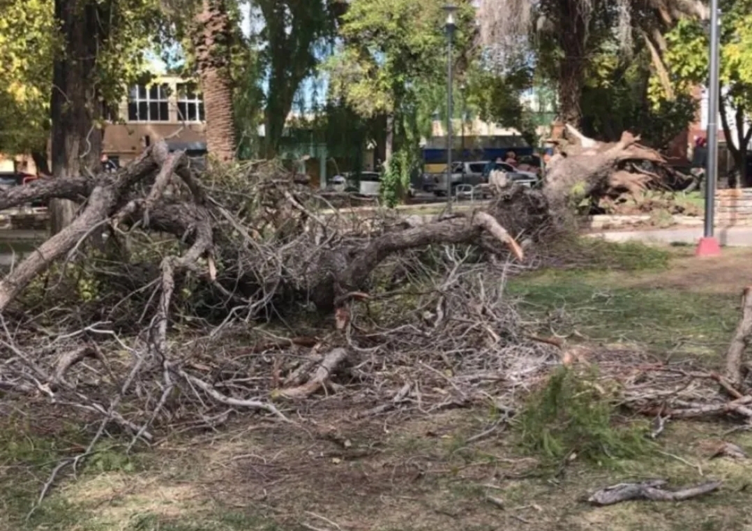 Un peatón casi fue aplastado por un árbol que se cayó en una plaza muy concurrida de San Juan