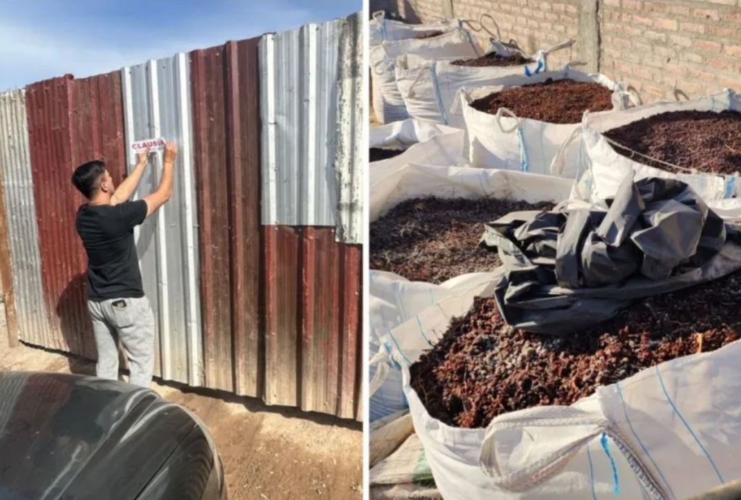 Encontraron más de 82.000kg de pasas de uva en una chacrita y quedó clausurada