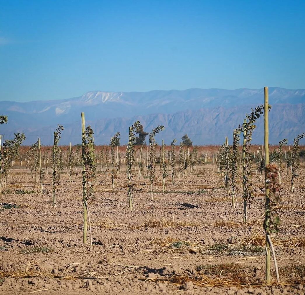 San Juan impulsa el crecimiento del polo pistachero en 25 de Mayo.