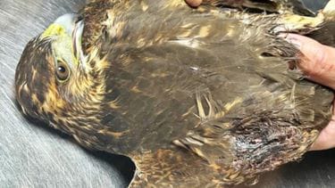 Encontraron un halcón herido de bala, no podrá volver a volar
