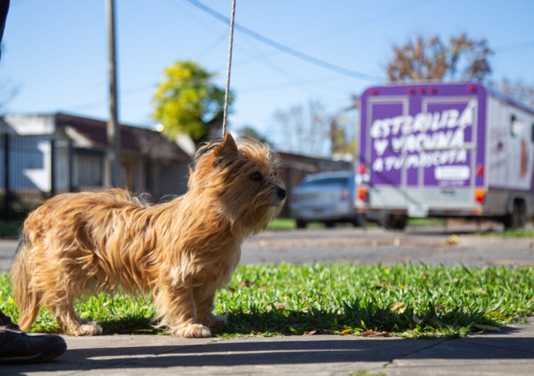 Quirófano móvil para mascotas en Santa Lucía