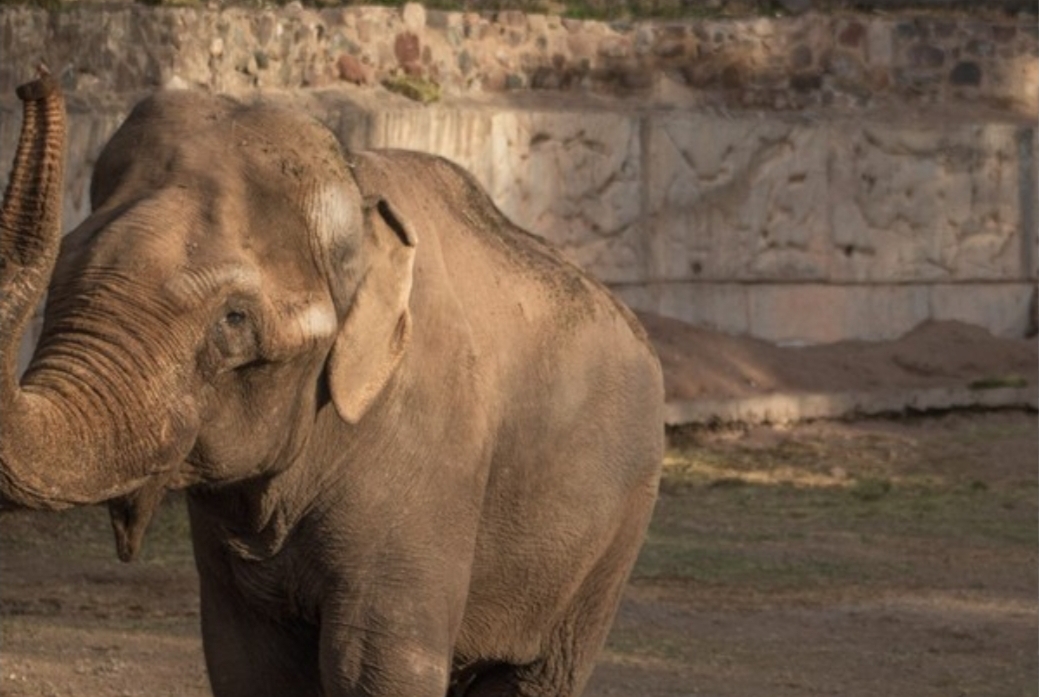 Murió Tamy: Elefante que vivió más de cuatro décadas en cautiverio en Mendoza tras ser abandonado por un circo