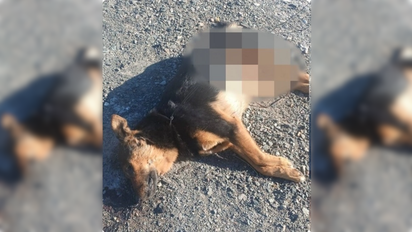 Otro caso de maltrato animal: encontraron un perro mutilado y con signos de tortura en 9 de Julio