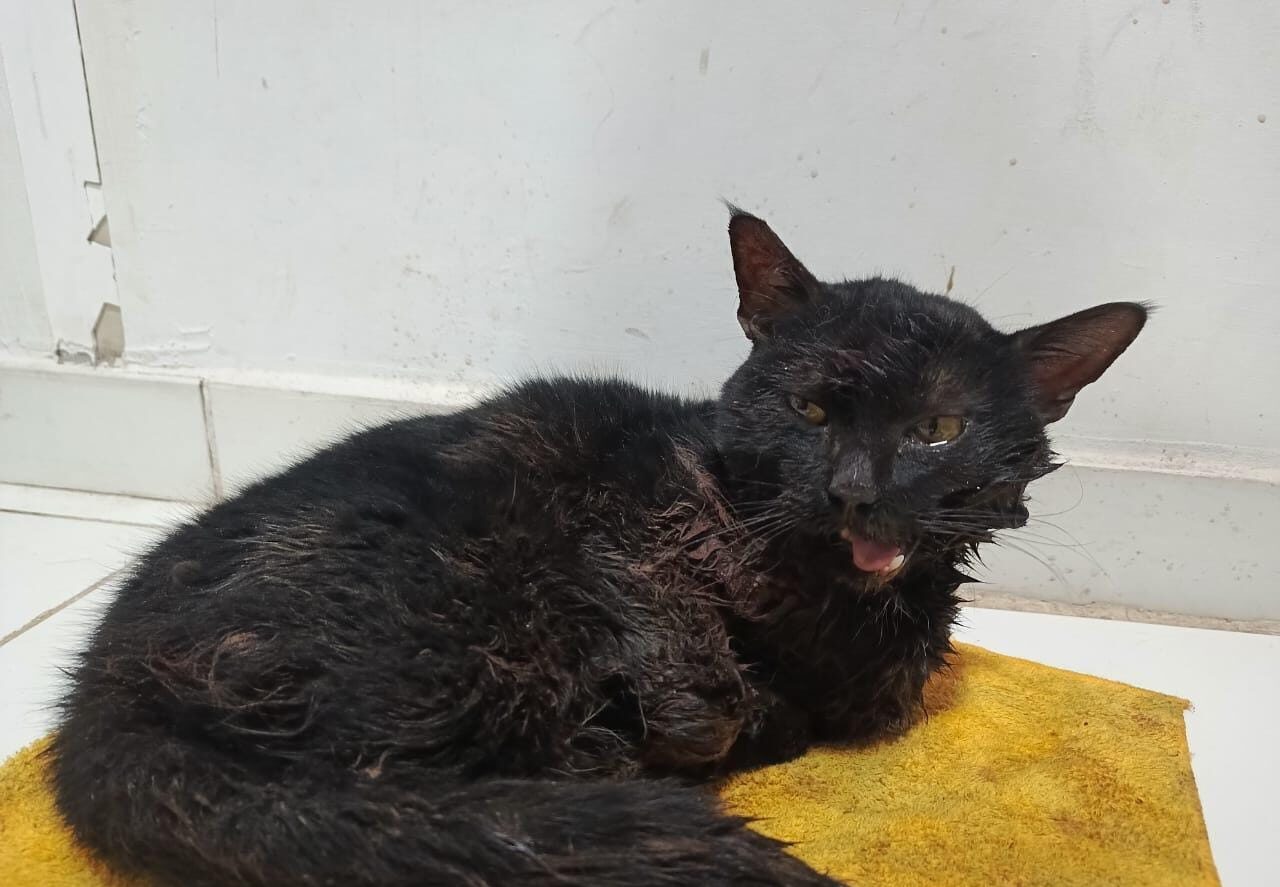 Un gatito fue mordido por un perro en la cara y necesita de la ayuda de los vecinos de 9 de Julio