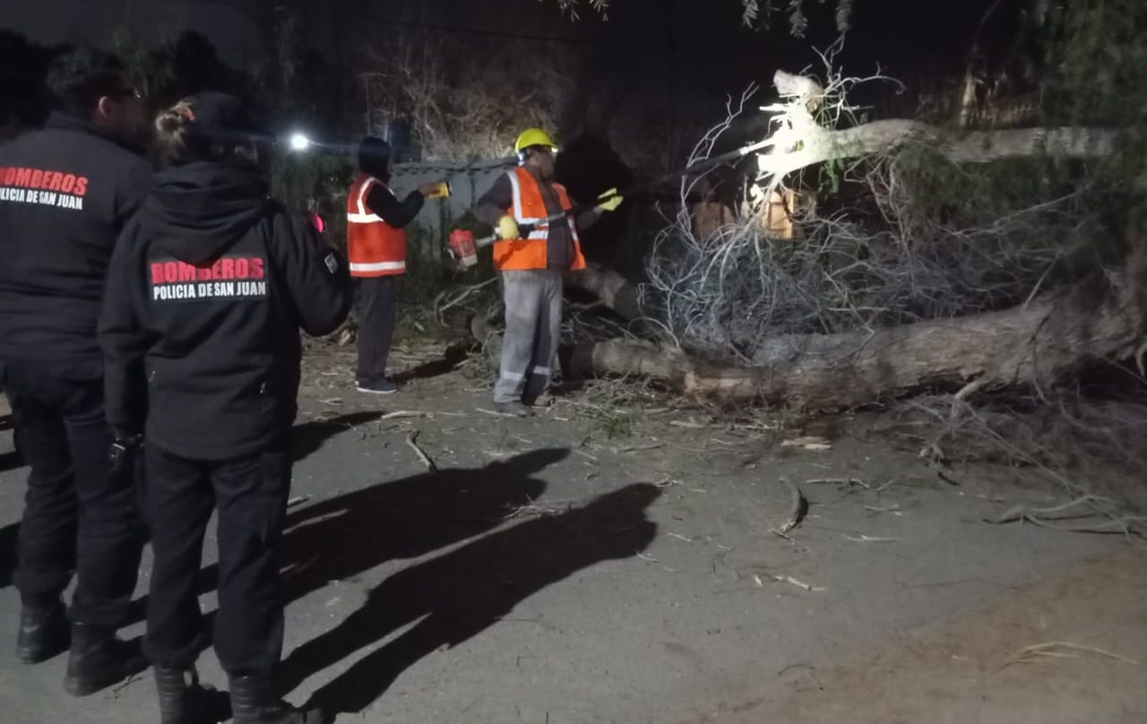 Rápida intervención Municipal ante la caída de un árbol de gran porte en Fiorito