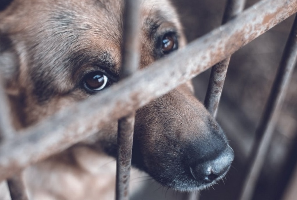 Ante el aumento de casos de maltrato animal, capacitan a efectivos en San Juan