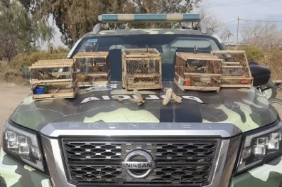 Descubren tráfico de fauna en Caucete durante un operativo