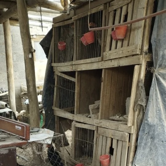 Peleas ilegales: secuestran gran cantidad de gallos en 25 de Mayo