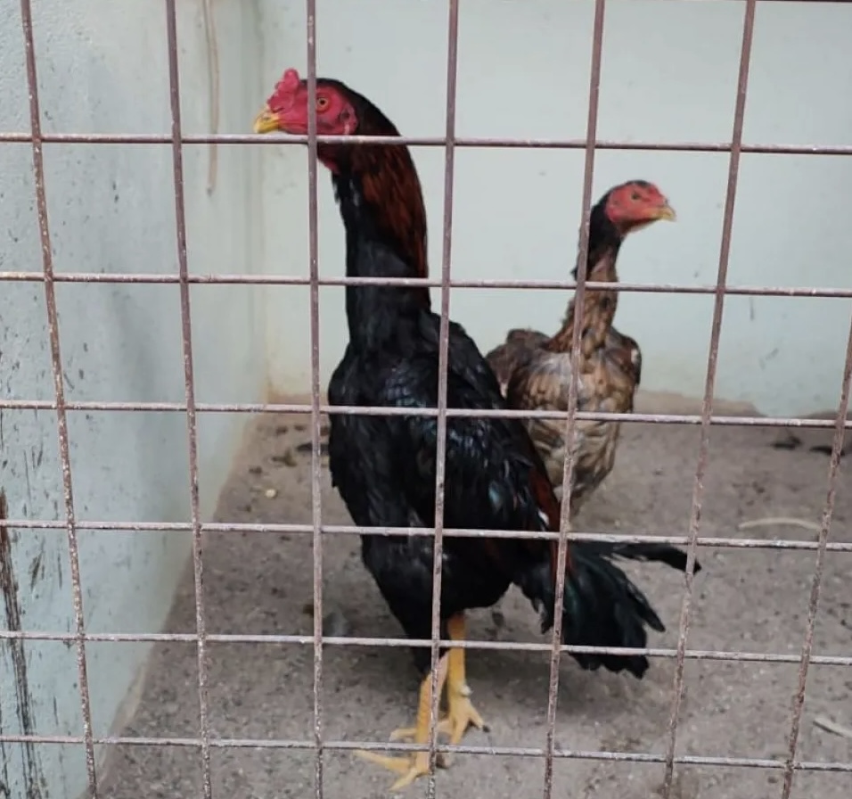 Secuestran 60 gallos usados para peleas en Chimbas y detienen a un hombre