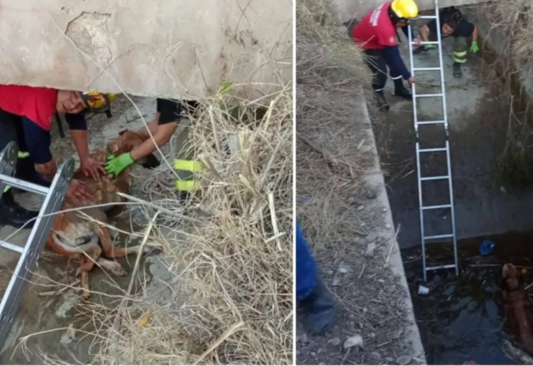 Bomberos Voluntarios rescatan a un perro que se había caído a un sifón