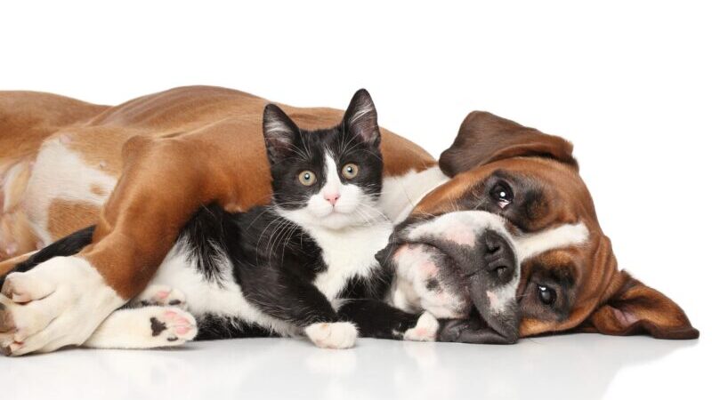 Atención Perros y Gatos de 9 de Julio, ya pueden castrarse cupos limitados