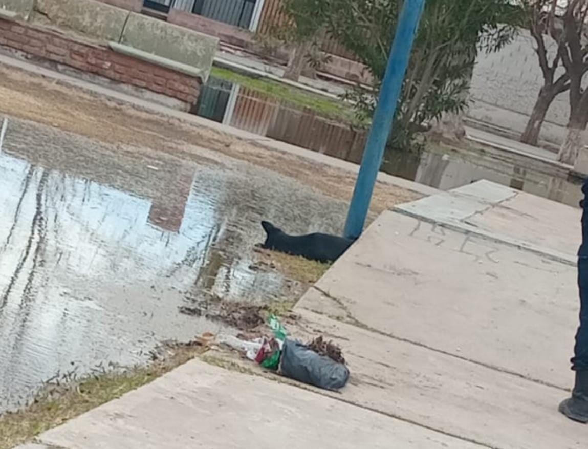 Murió un perro electrocutado en una plaza en Villa cabecera 9 de Julio