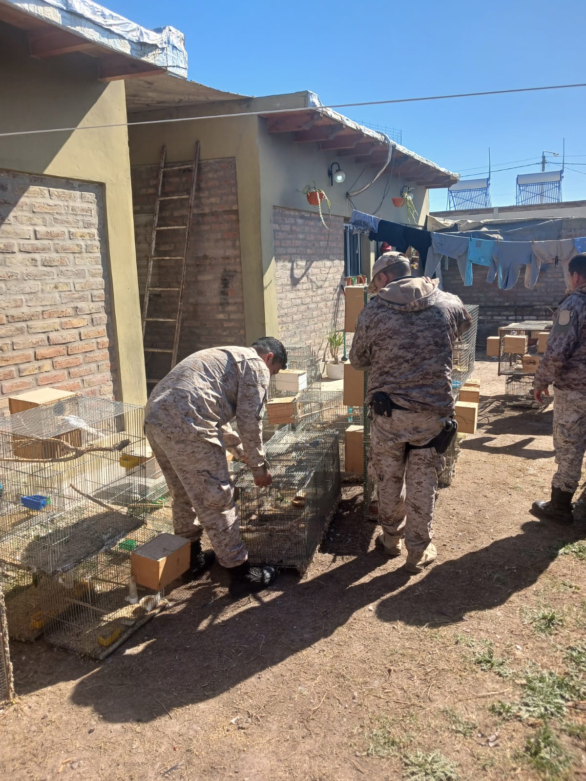 Allanamientos en 25 de Mayo y Caucete: secuestran aves y reptiles, droga y un arma de fuego