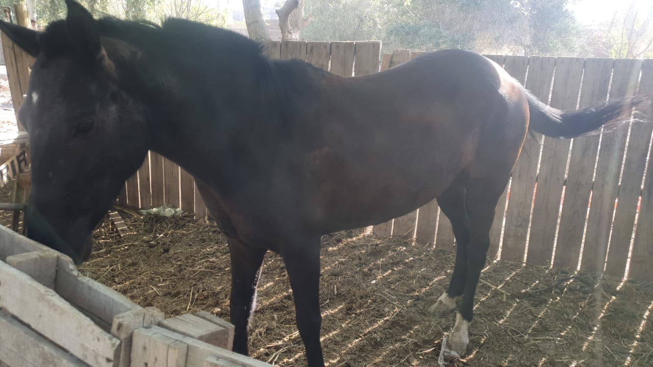 El juez de paz de 9 de Julio, le regalo un manso caballo para la “Escuela Agrotécnica Ana Pérez Cianí”