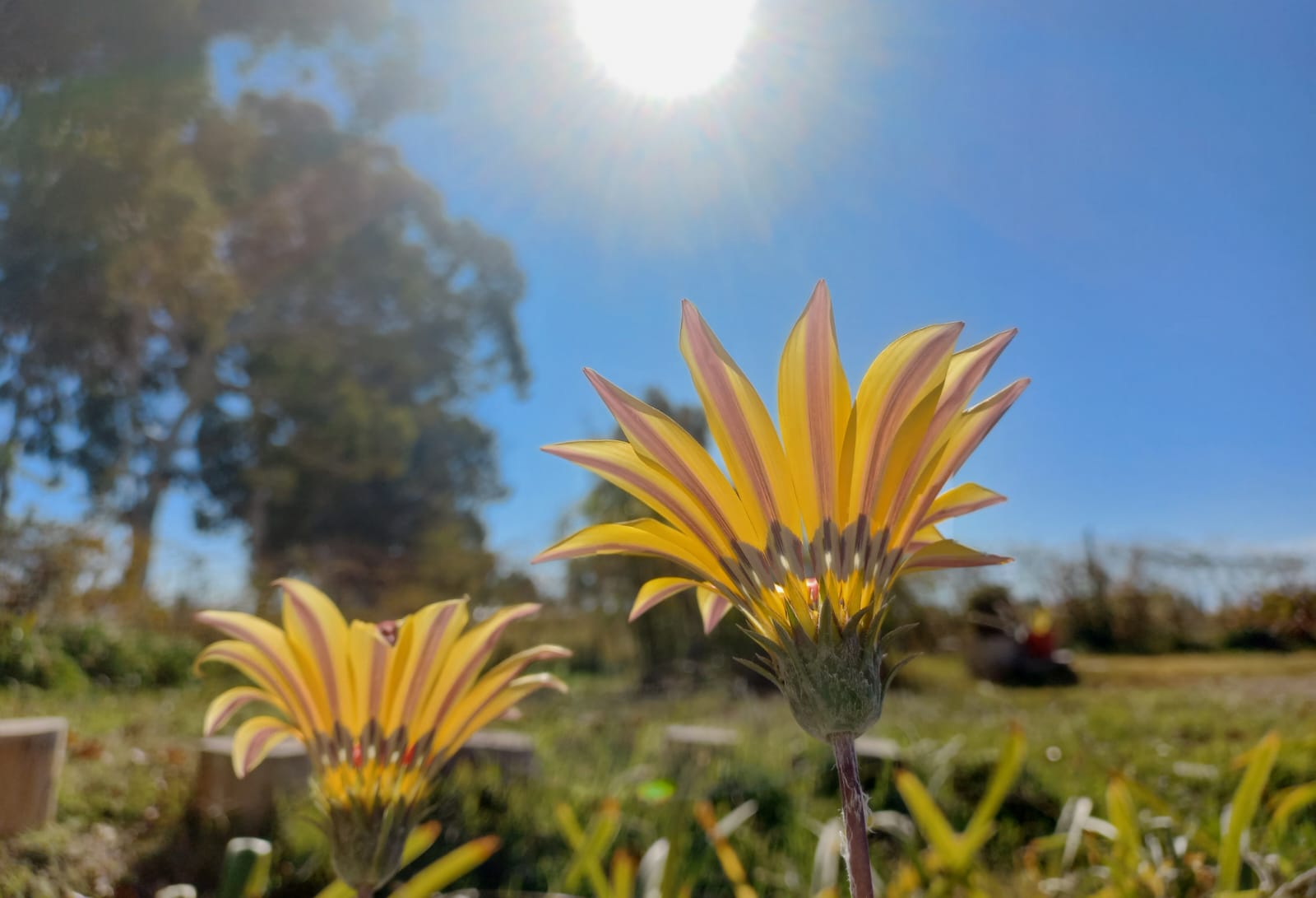 Primavera anticipada: mirá la temperatura de hoy