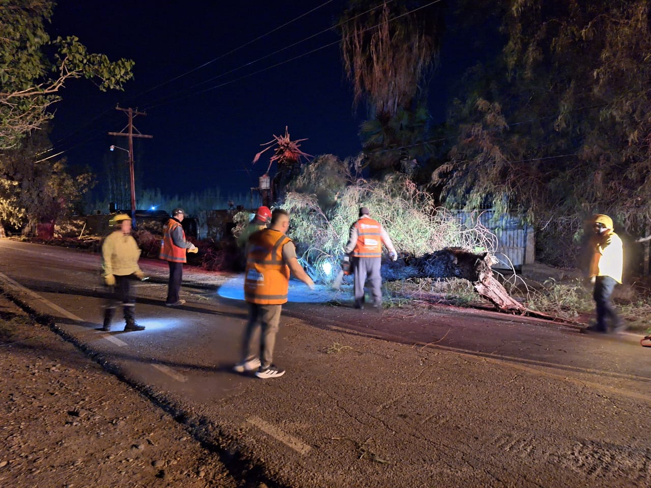 Rápida asistencia municipal ante la caída de un árbol de Gran porte en Fiorito.