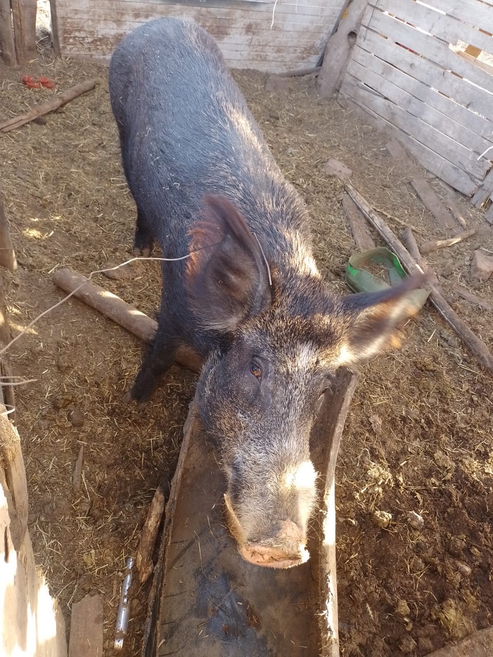 Departamento Sarmiento: Un chancho jabalí decidió entregarse solo a la justicia