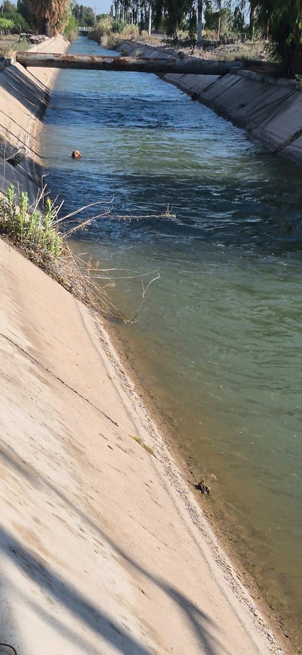 Rescatan a un perro que estaba atado en el canal