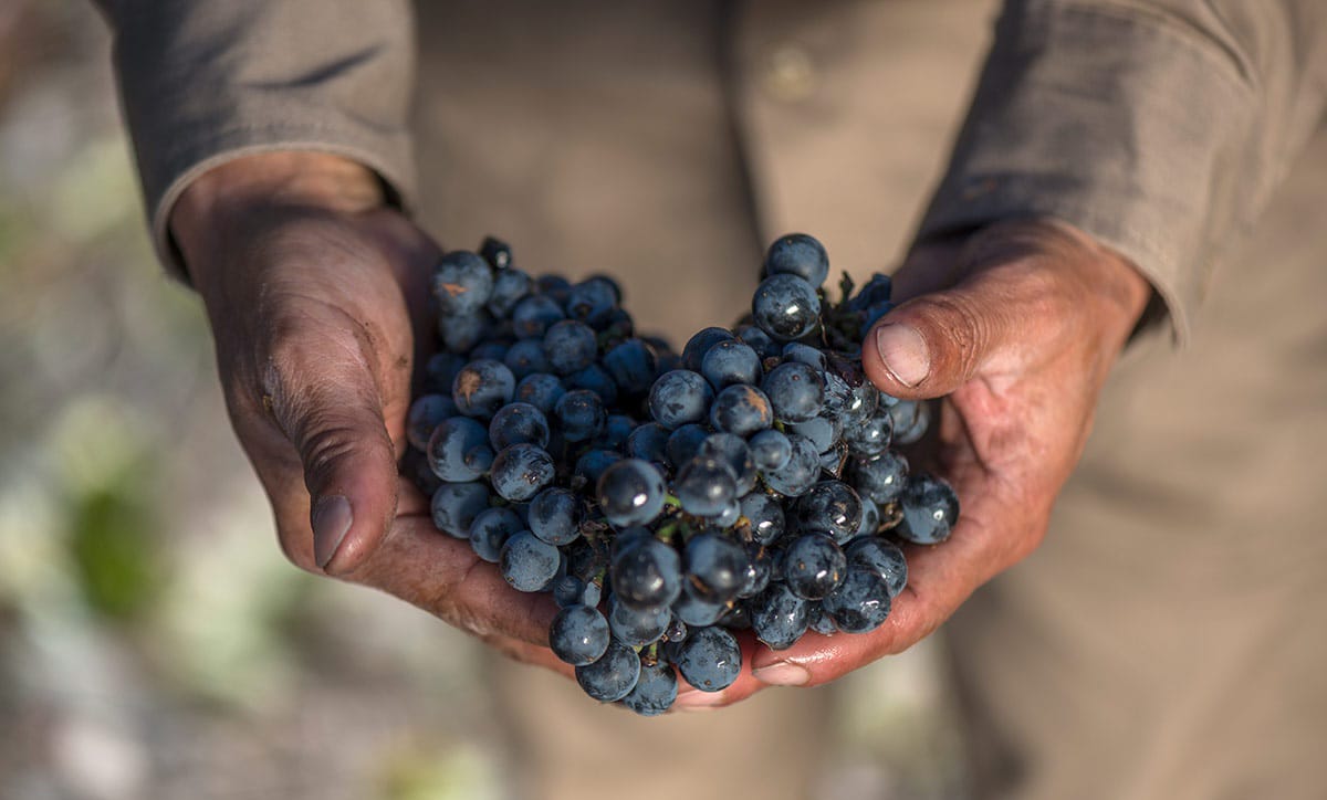 El Grupo Fecovita reconfigura Bodega Resero para aumentar su producción en San Juan