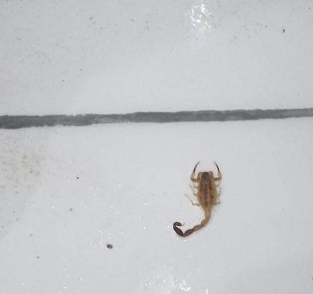 Alerta: Aparecieron muchos alacranes en Alto de Sierra 9 de Julio