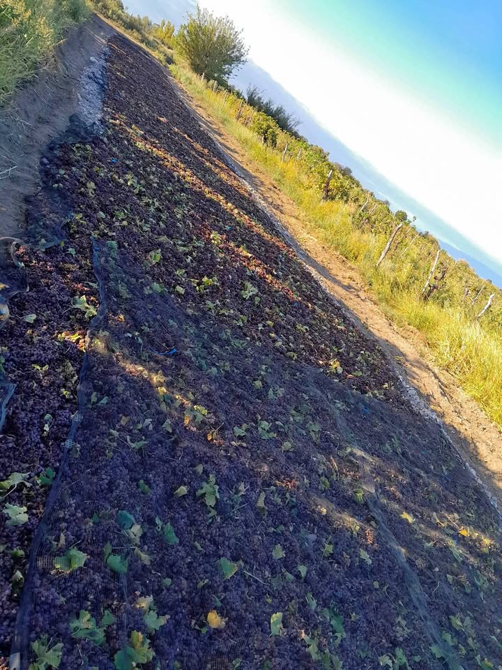 Hablo Vanesa Cassab y se refirió al robo de pasas que sufrieron, superó los 6000KG.