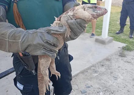 Una visita inesperada