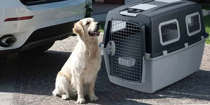 Mascotas podrán viajar en transporte de larga distancia