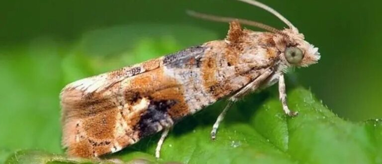 Polilla-de-la-vid-1024x440