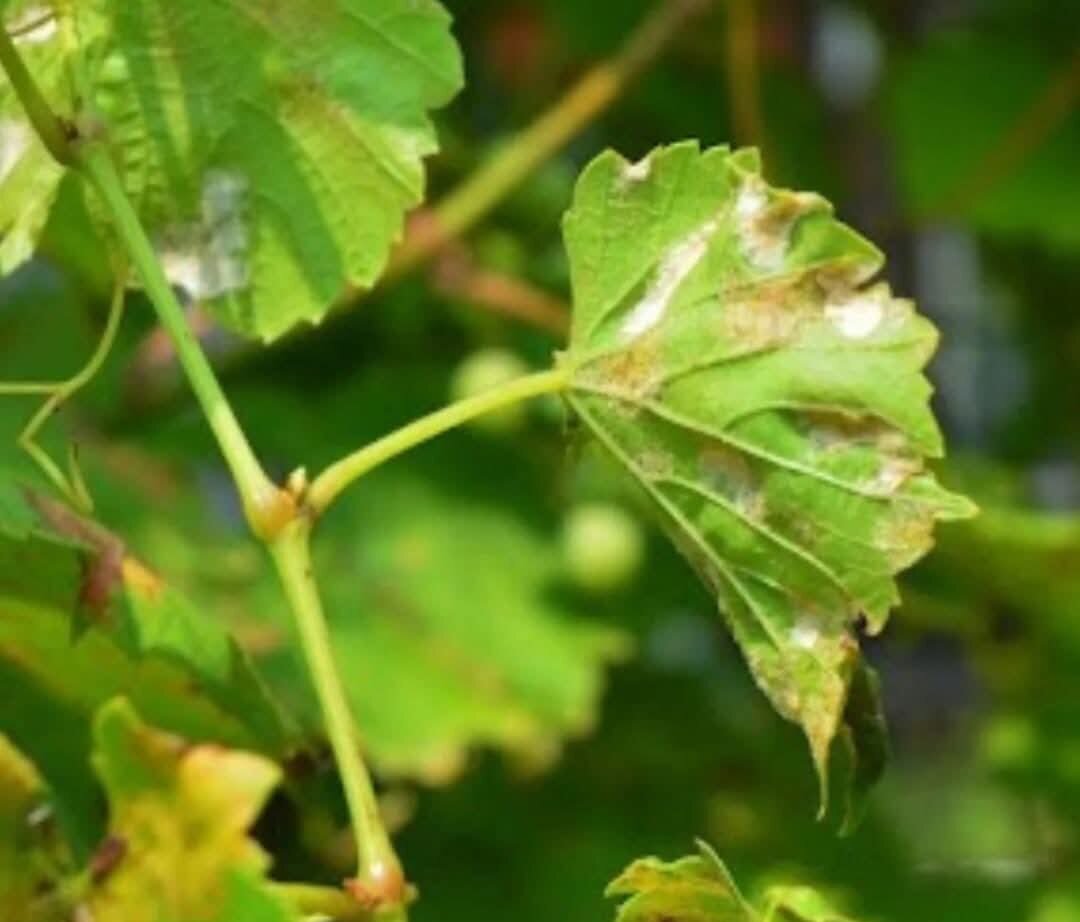 Alerta Fitosanitaria: Peronóspora en Vid