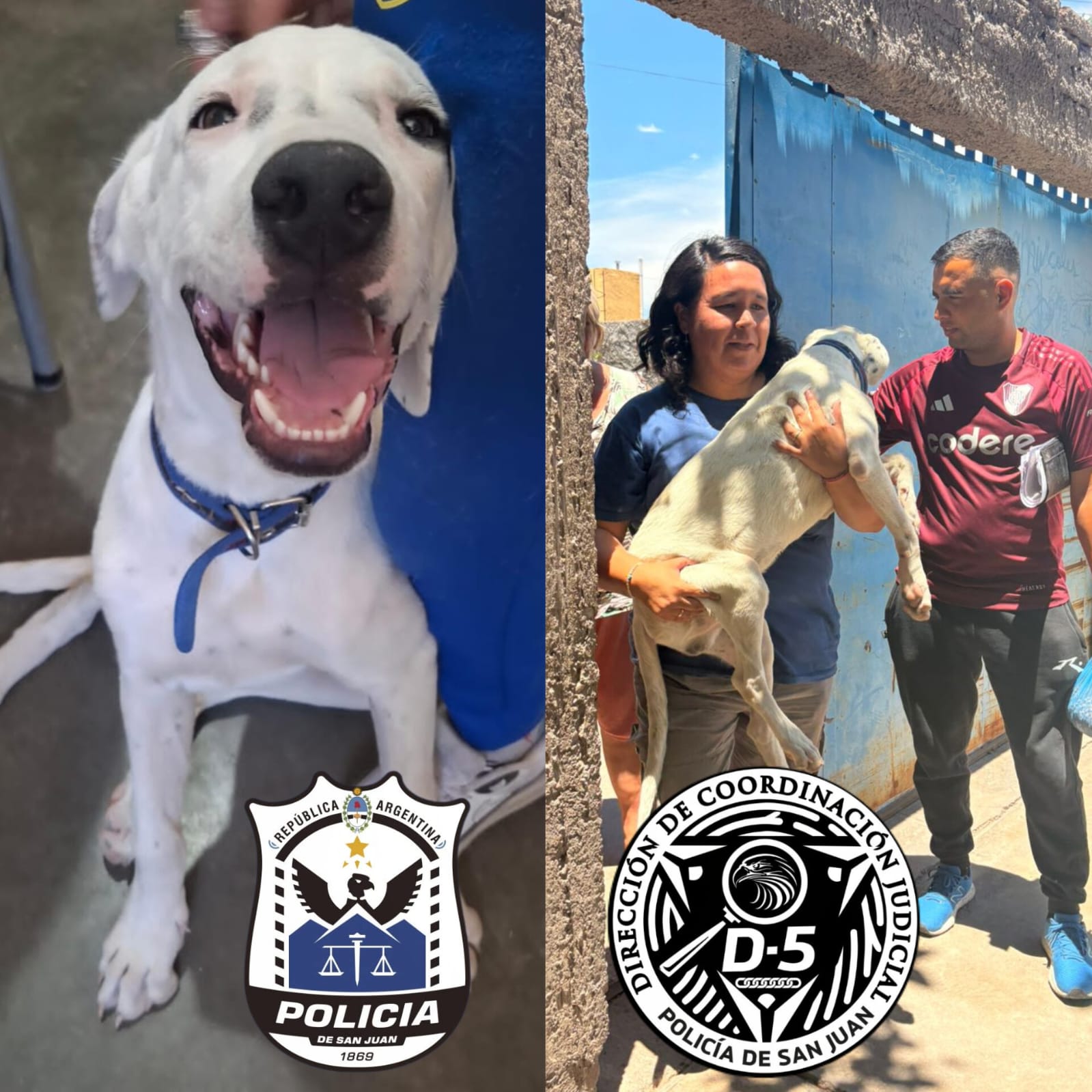 Tras 15 días de búsqueda, recuperan a un dogo que había sido robado en Capital