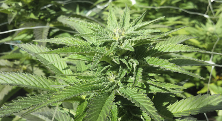 tutores y mallas sog marihuana