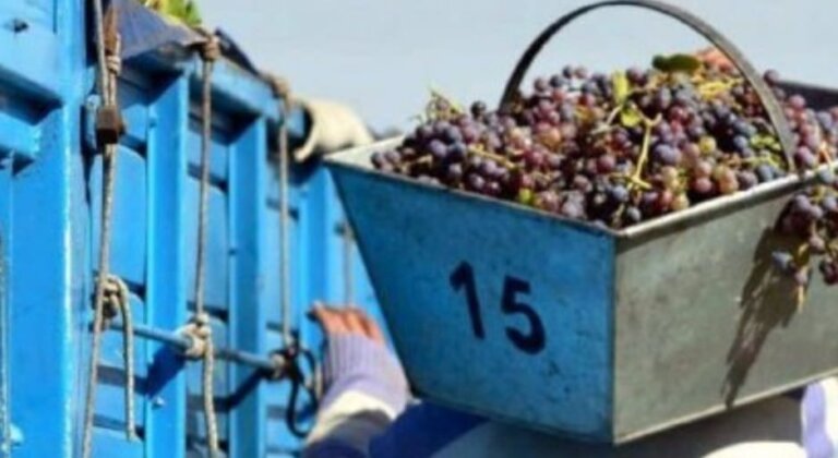 Conmoción en Caucete: un joven se descompensó mientras cosechaba y falleció