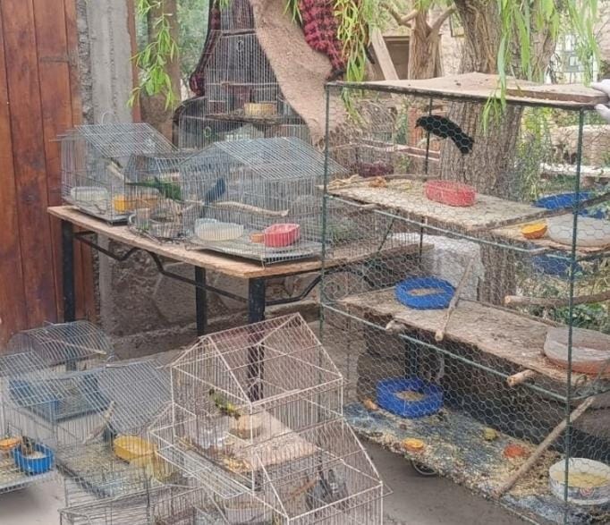 Un operativo ambiental llevó a al rescate a más de 14 aves en cautiverio
