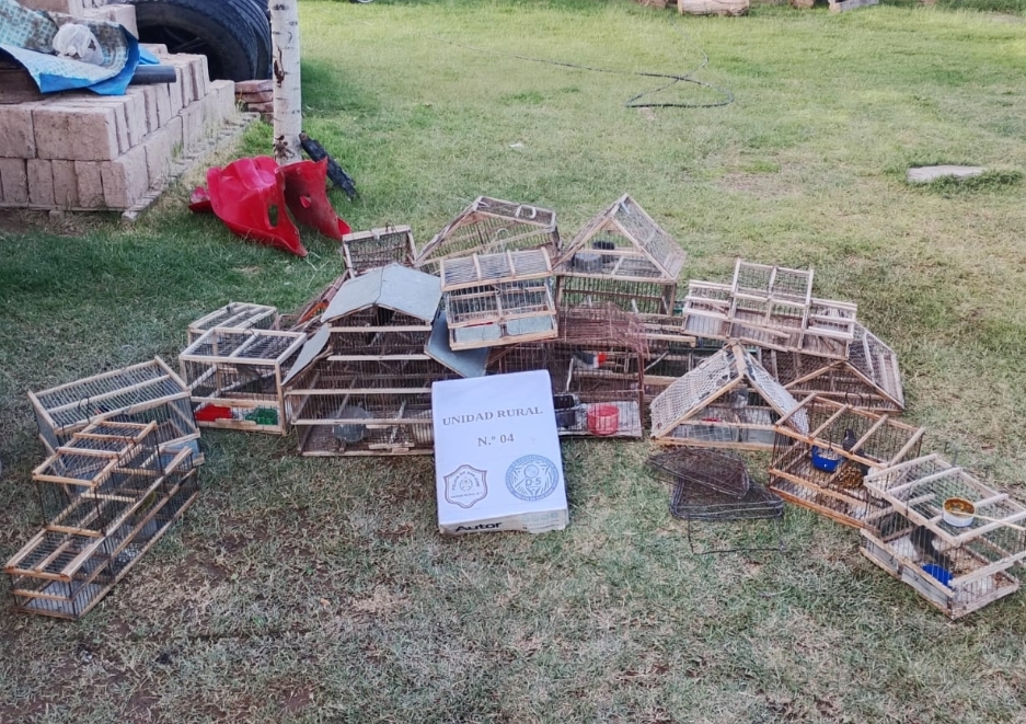 Operativo en San Carlos: recuperan aves autóctonas y desmantelan invernadero de cannabis