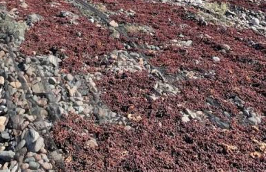 Cosecha robada: tres días bastaron para llevarse 2.700 kilos de pasas de 25 de Mayo y Caucete