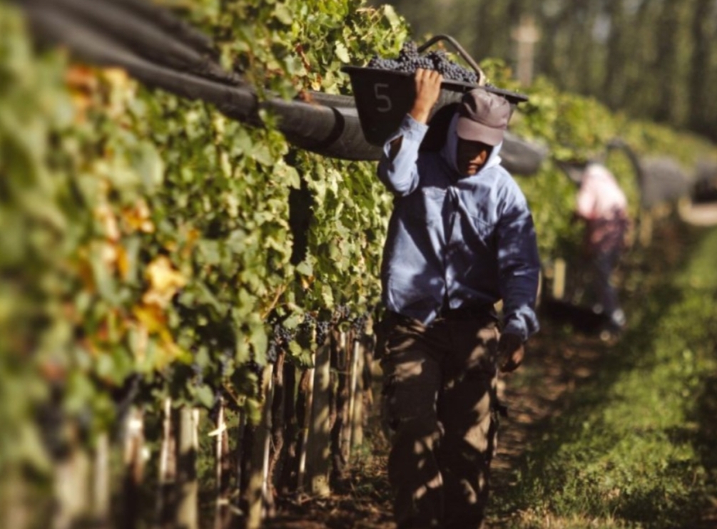 Se suspende el paro que estaba previsto para mañana de los trabajadores vitivinícolas