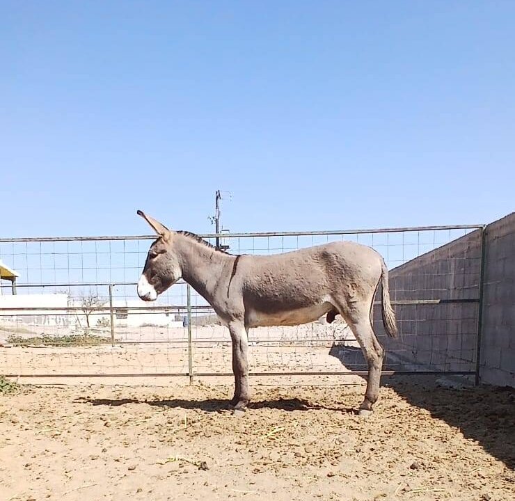 Roban un burro en 25 de Mayo y lo encuentran faenado: Según fuentes policiales calculan que fue a parar algún estofado