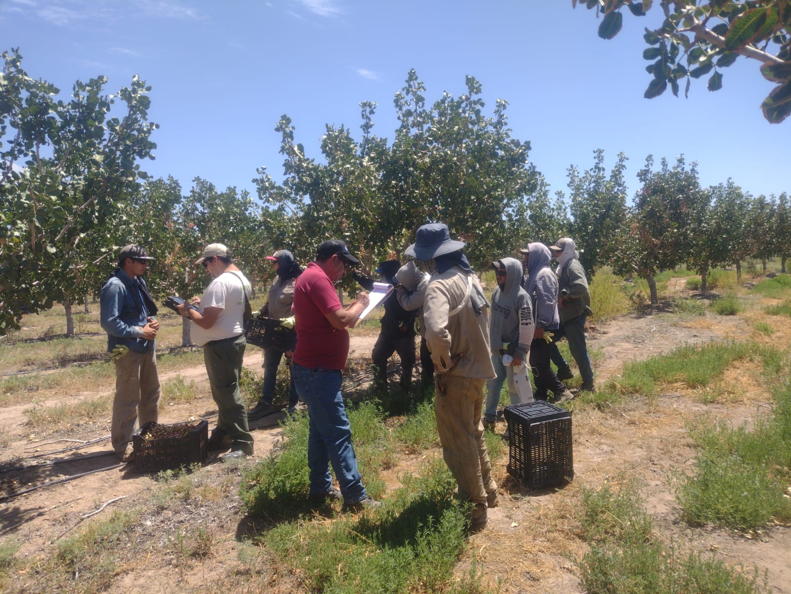 Son millonarias las ganancias de los exportadores de Pistacho, pero no cumplen con los trabajadores rurales, sueldos bajos en negro y sin la ropa adecuada