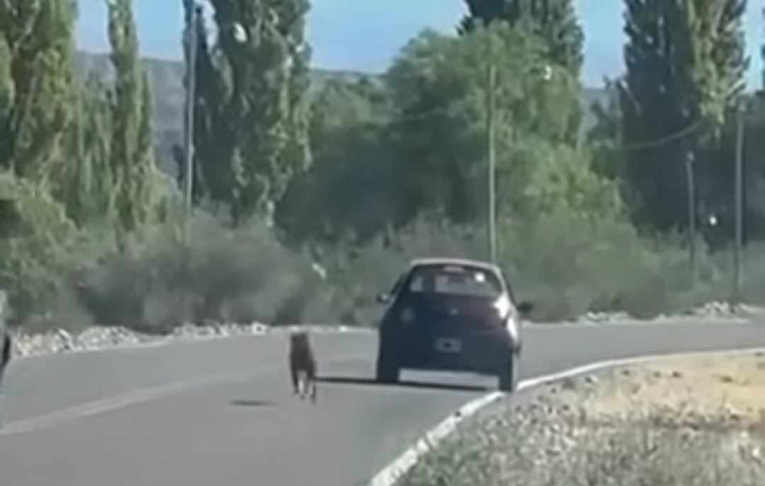 Repudio en redes por el abandono de un perro que corrió tras su dueño